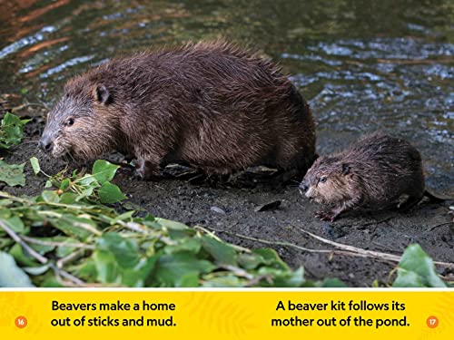 Forest Babies (National Geographic Kids Readers, Pre-Reader)