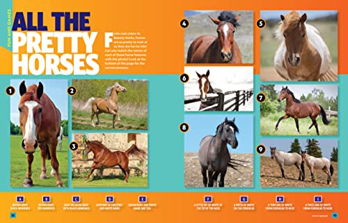 Can't Get Enough Horse Stuff