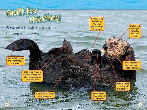 Animal All-Stars Collection (National Geographic Kids Readers, Level 1)