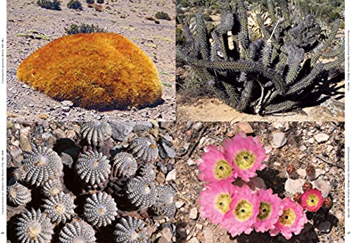 Xerophile, Revised Edition: Cactus Photographs from Expeditions of the Obsessed
