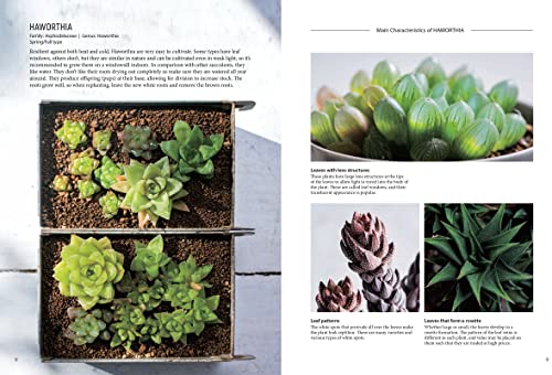 Succulents for Beginners: A Year-Round Growing Guide for Healthy and Beautiful Plants (over 200 Photos and Illustrations)