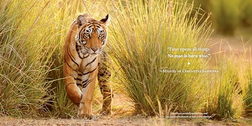 Amazing Dads: Love and Lessons From the Animal Kingdom