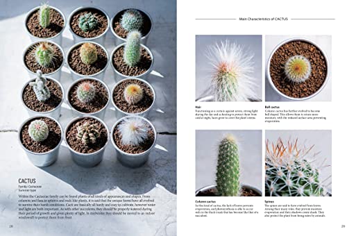 Succulents for Beginners: A Year-Round Growing Guide for Healthy and Beautiful Plants (over 200 Photos and Illustrations)