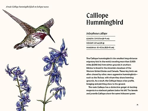 A Little Book of Hummingbirds (Little Book of Natural Wonders)