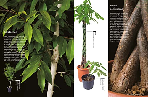 House Plants for Every Space: A Concise Guide to Selecting, Designing and Maintaining Plants in Any Indoor Space