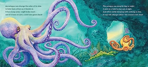 Where Do Ocean Creatures Sleep at Night?