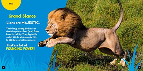 Go Wild! Lions