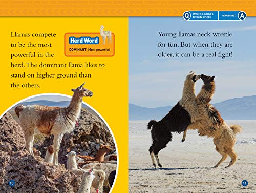Llamas (National Geographic Kids Readers, Level 1)