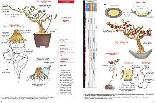 Introduction to Bonsai: The Complete Illustrated Guide for Beginners (with Monthly Growth Schedules and over 2,000 Illustrations)