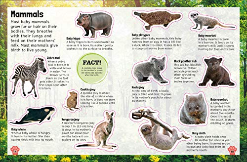 Sticker Encyclopedia Baby Animals: More Than 600 Stickers (Sticker Encyclopedias)