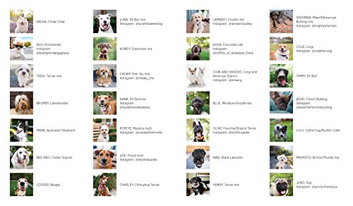 Waggish: Dogs Smiling for Dog Reasons