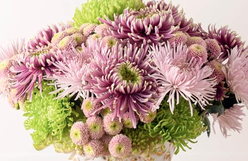 Chrysanthemums: Beautiful Varieties for Home and Garden (Flowers)