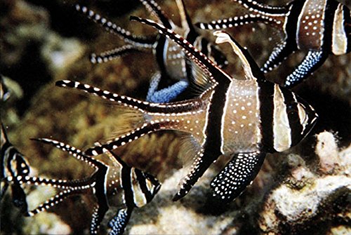 Handy Pocket Guide to Tropical Coral Reef Fishes (Handy Pocket Guides)