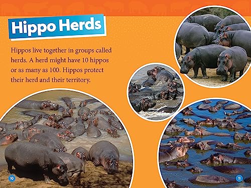Hippos (National Geographic Kids Readers, Level 1)