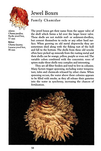 Handy Pocket Guide to Tropical Seashells (Handy Pocket Guides)