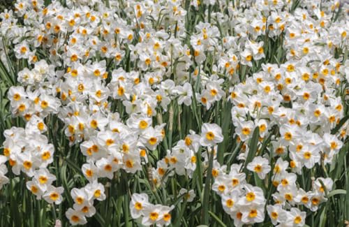 Daffodils: Beautiful Varieties for Home and Garden (Flowers)
