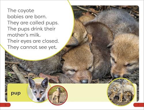 DK Super Readers Pre-Level A Coyote's Tale