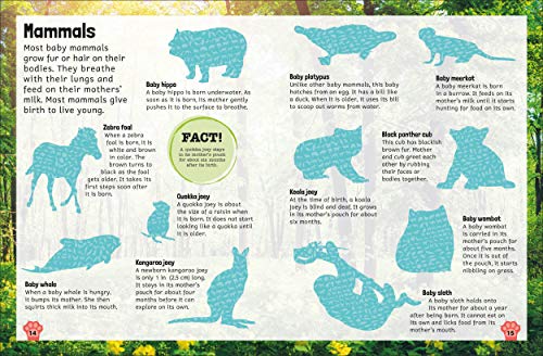 Sticker Encyclopedia Baby Animals: More Than 600 Stickers (Sticker Encyclopedias)