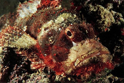 Handy Pocket Guide to Tropical Coral Reef Fishes (Handy Pocket Guides)