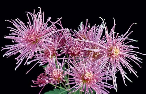 Chrysanthemums: Beautiful Varieties for Home and Garden (Flowers)