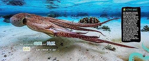 Mysterious, Marvelous Octopus (National Geographic Kids)