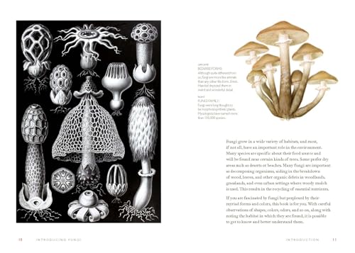 Fungi Decoded: Adventures in the Mycosphere--Encounters with Thirty Fungi