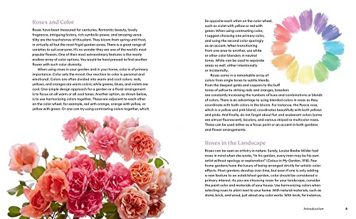 The Color of Roses: A Curated Spectrum of 300 Blooms