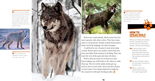 Face to Face with Wolves (Face to Face with Animals)