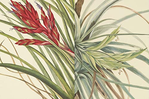 Wild Flowers of North America: Botanical Illustrations by Mary Vaux Walcott