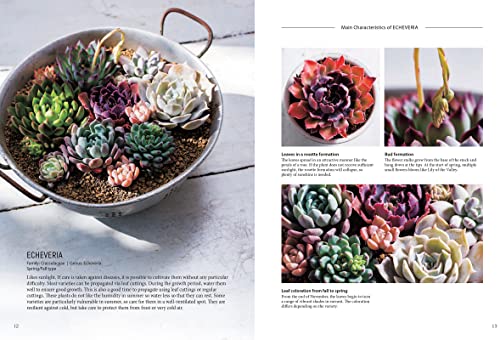 Succulents for Beginners: A Year-Round Growing Guide for Healthy and Beautiful Plants (over 200 Photos and Illustrations)