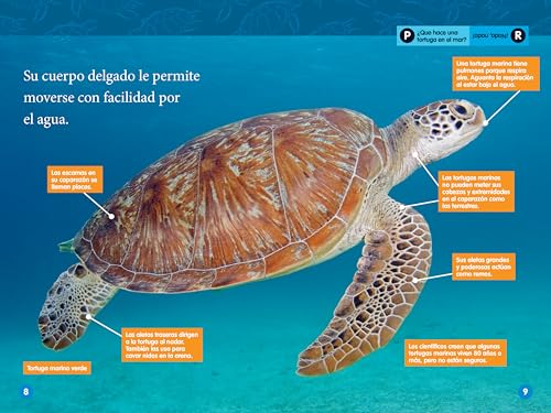 National Geographic Readers: Las Tortugas Marinas (L2) (Spanish Edition)