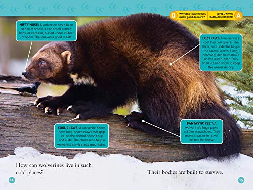 Wolverines (National Geographic Kids Readers, Level 3)
