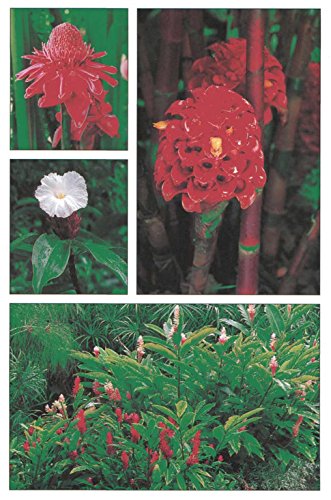 Handy Pocket Guide to Tropical Plants (Handy Pocket Guides)