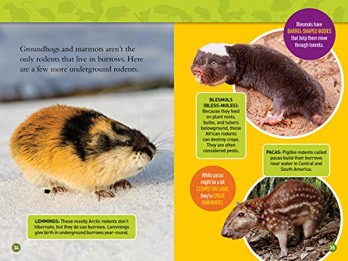 Squeak! (National Geographic Kids Readers, Level 3): 100 Fun Facts About Hamsters, Mice, Guinea Pigs, and More