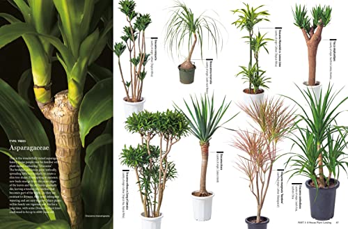 House Plants for Every Space: A Concise Guide to Selecting, Designing and Maintaining Plants in Any Indoor Space
