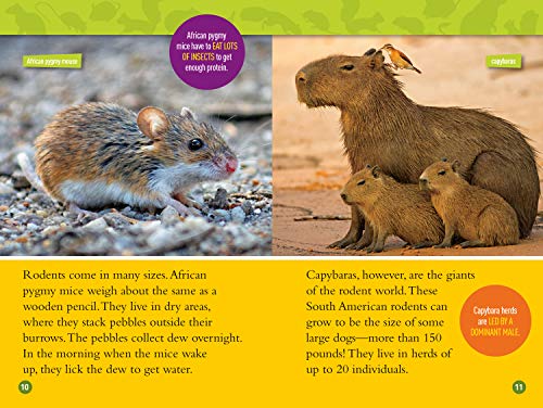 Squeak! (National Geographic Kids Readers, Level 3): 100 Fun Facts About Hamsters, Mice, Guinea Pigs, and More