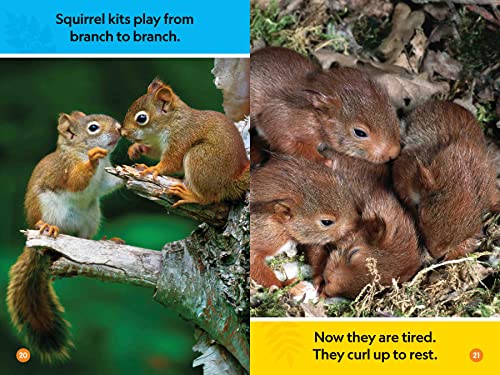 Forest Babies (National Geographic Kids Readers, Pre-Reader)