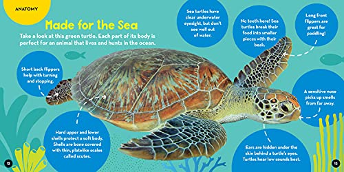 Go Wild! Sea Turtles