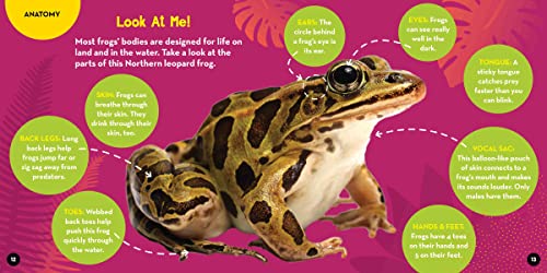 Go Wild! Frogs