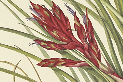 Wild Flowers of North America: Botanical Illustrations by Mary Vaux Walcott