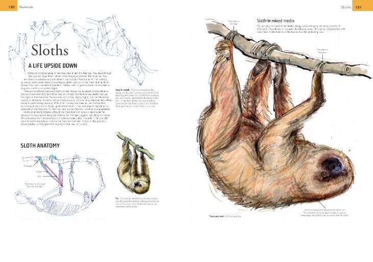The Field Guide to Drawing and Sketching Animals