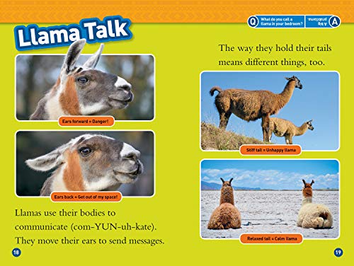 Llamas (National Geographic Kids Readers, Level 1)