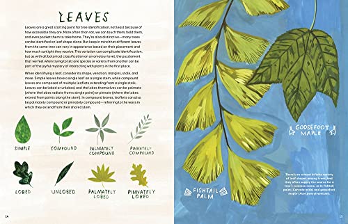 Trees: An Illustrated Celebration