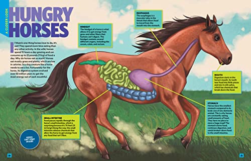 Can't Get Enough Horse Stuff