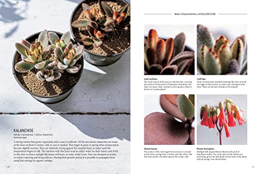 Succulents for Beginners: A Year-Round Growing Guide for Healthy and Beautiful Plants (over 200 Photos and Illustrations)