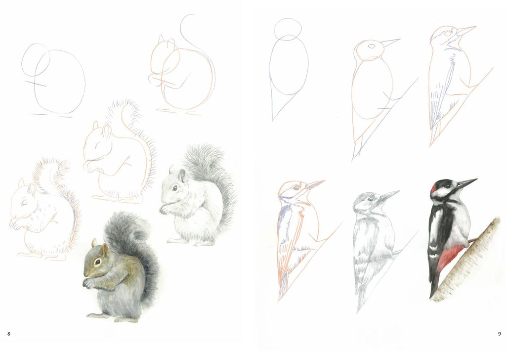 How to Draw Woodland Animals In Simple Steps