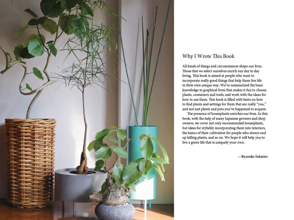 A Beginner's Guide to House Plants: Creating Beautiful and Healthy Green Spaces in Your Home