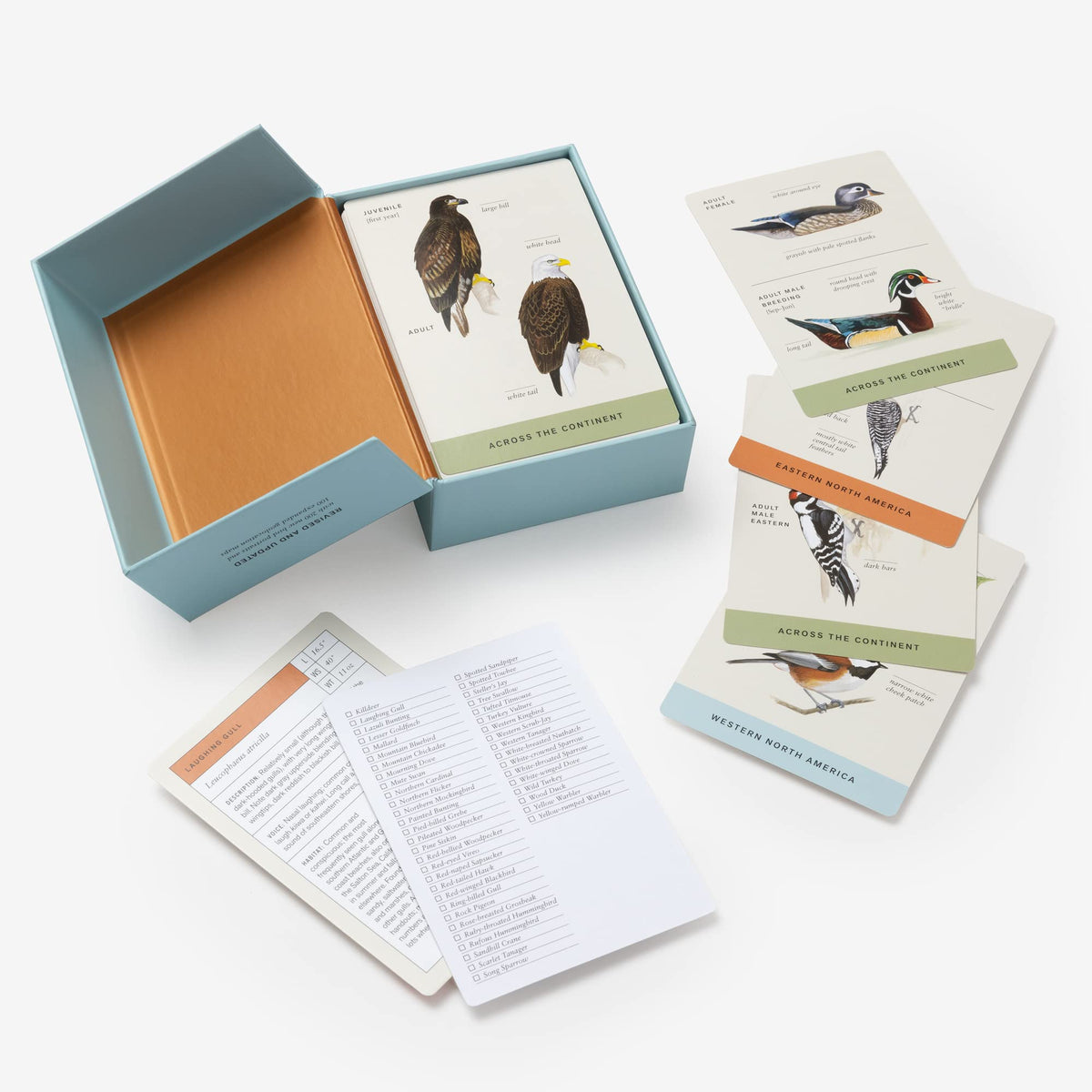 Sibley Backyard Birding Flashcards, Revised and Updated: 100 Common Birds of Eastern and Western North America (Sibley Birds)