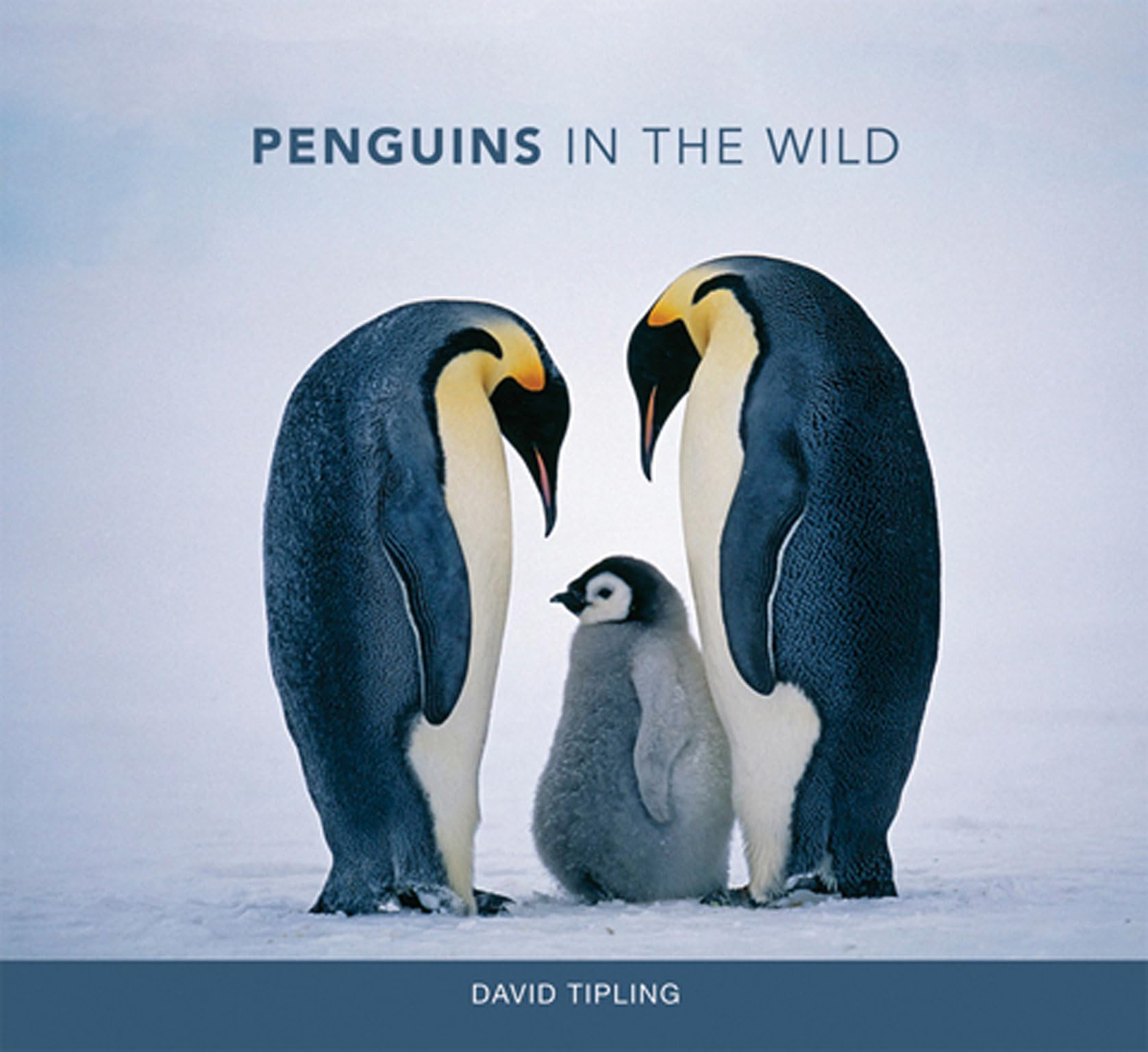 Penguins in the Wild (Mit Press)