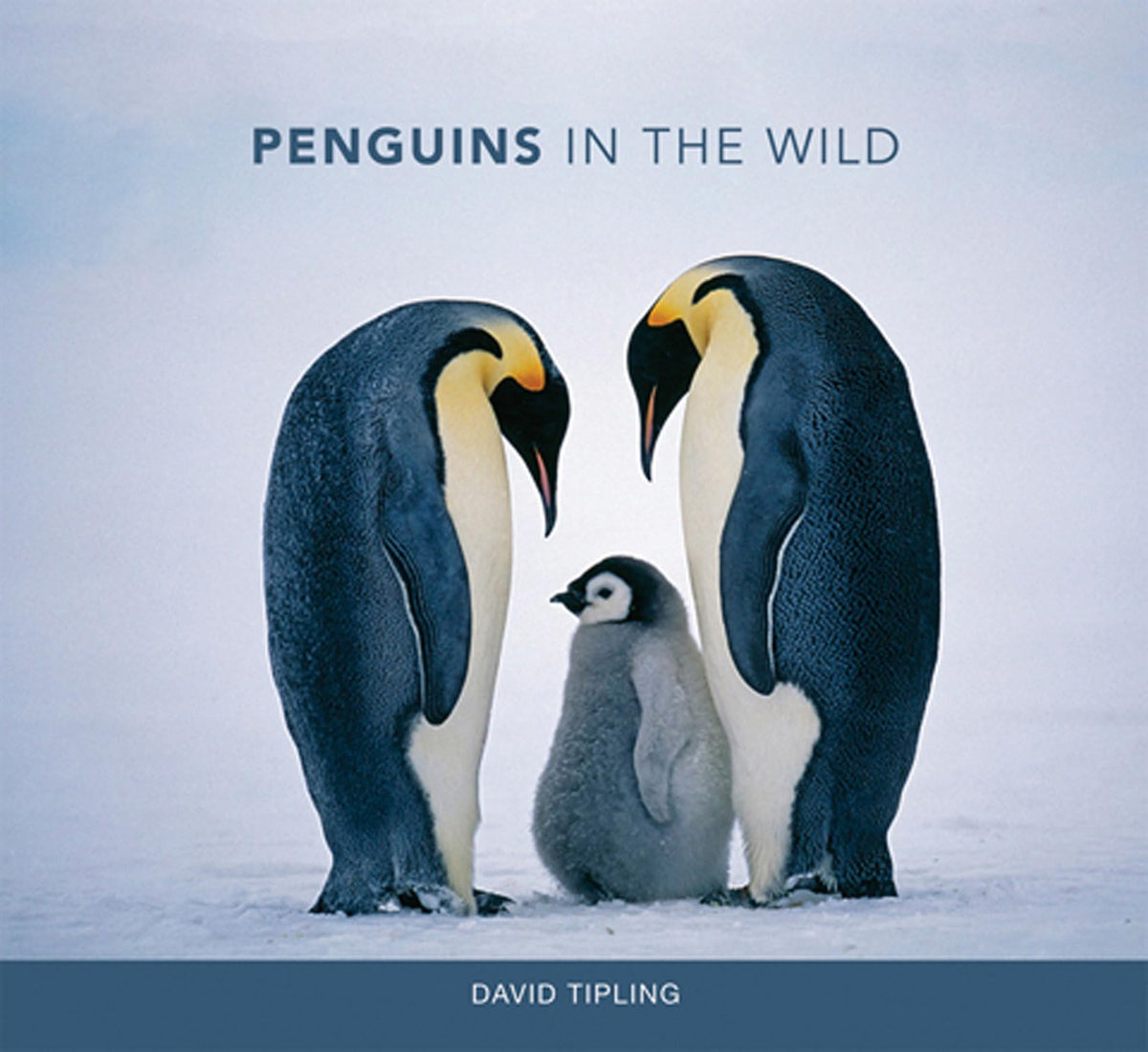 Penguins in the Wild (Mit Press)